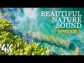 8 HRS Soothing Bird Songs + Forest Stream Sounds for Relaxation - 4K Beautiful Nature Soundscapes #3