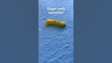 So cute #dagger #moth #yellow #fuzzy #caterpillar #cute #summer #insects #love #laniwonderwoman