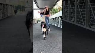 The dogs away to the rhythm🤣🤣#youtube #funny #doglover #animals #funnyvideos #dog #cute