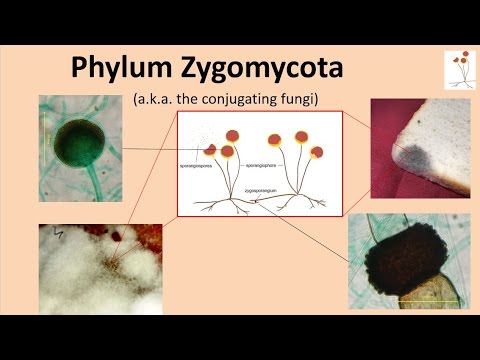 Video: Unterschied Zwischen Mastigomycotina Und Zygomycota