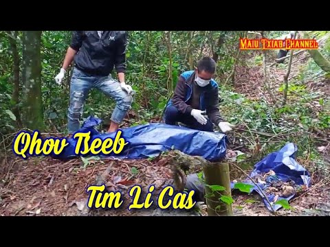 Video: Vim Li Cas Thiaj Ua Qe Mus Tsis Zoo