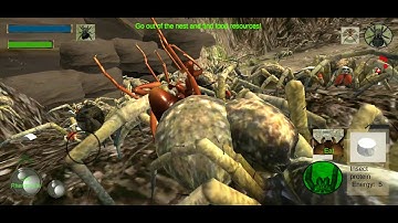 Tarantula vs waspnest