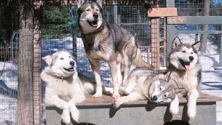 The Magical Bond of Siberian Huskies and Snow by USA Pup Patrol 2 views 2 weeks ago 4 minutes, 26 seconds