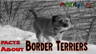 Facts about Border Terriers | educational videos | general knowledge video | animal Facts videos