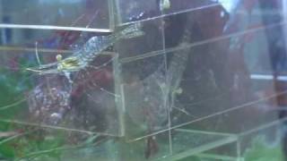 イソスジエビ脱出20100524.avi