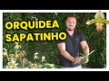 ORQUÍDEA SAPATINHO | Veja esse vídeo se pretende ter uma na sua casa | Murilo Soares