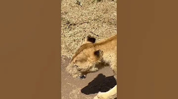 Cruising With Lions Lionking Liondance Wildlife Ngorongoro Africa Shortvideo Safari 