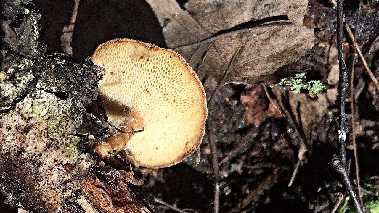 Распознаем грибы. Часть 9. Предположительно это трутовик зимний.