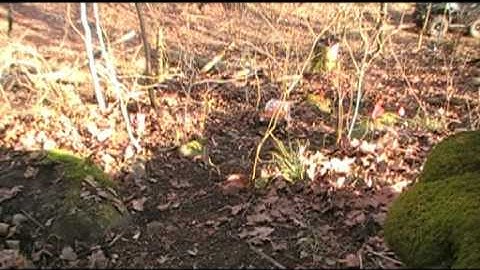 Axial SCX10 Dingo Builders Kit Build First Run Trial By Fire