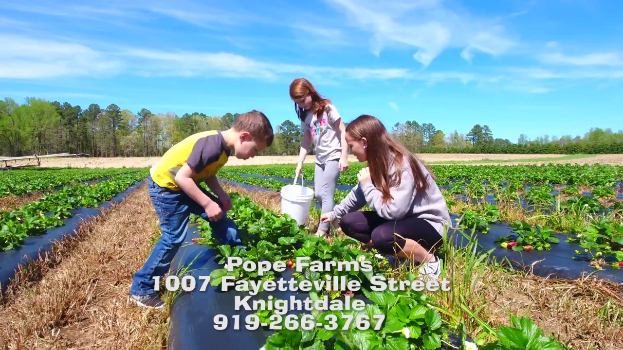 Going Places Pope Strawberry Farm Youtube