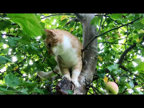 Video: Lanai Kačių Draustinis Apsaugo Kates Ir Nykstančią Laukinę Gamtą