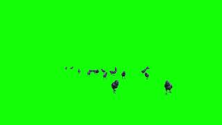 Free Baby Chickens Green Screen Animation Pack 9 Varied Skins