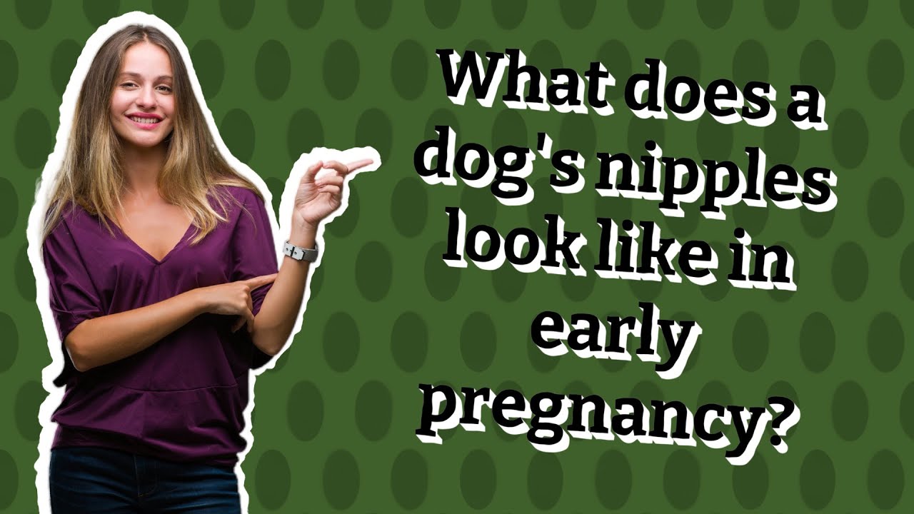 what-does-a-dog-s-nipples-look-like-in-early-pregnancy-youtube