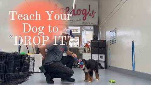 Teach Your Dog to Drop It | Advanced Puppy Training Tips