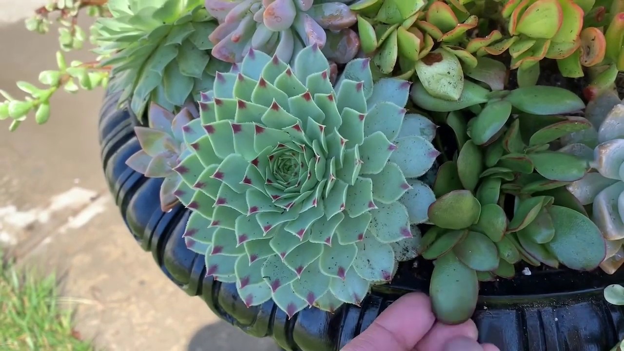 Lowe’s Succulent Shopping / Succulent Re-potting Arrangement / New