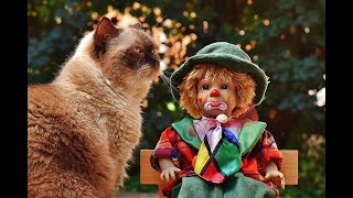 tales cats super - cats Stories amazing - the wonderful world of cat 28 by قناة الحيوانات tv Animals 11 views 3 years ago 10 minutes, 54 seconds