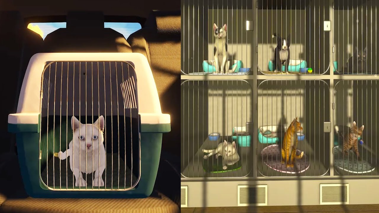 Adopting A New Cat ( CopyCat DEMO ) - YouTube