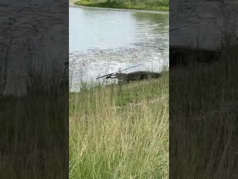 Alligator Steals Fishing Rod and Takes it into the Water - 1129830
