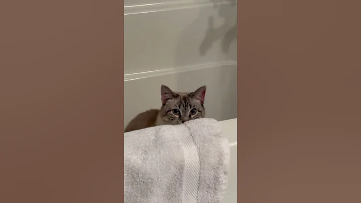 Video 8103601: siamese cats pets cute, siamese cat bathing