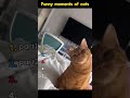 #funny  #moments #cat #fyp