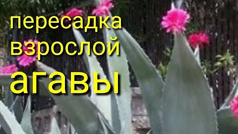 Агава .Пересадка взрослой Агавы.