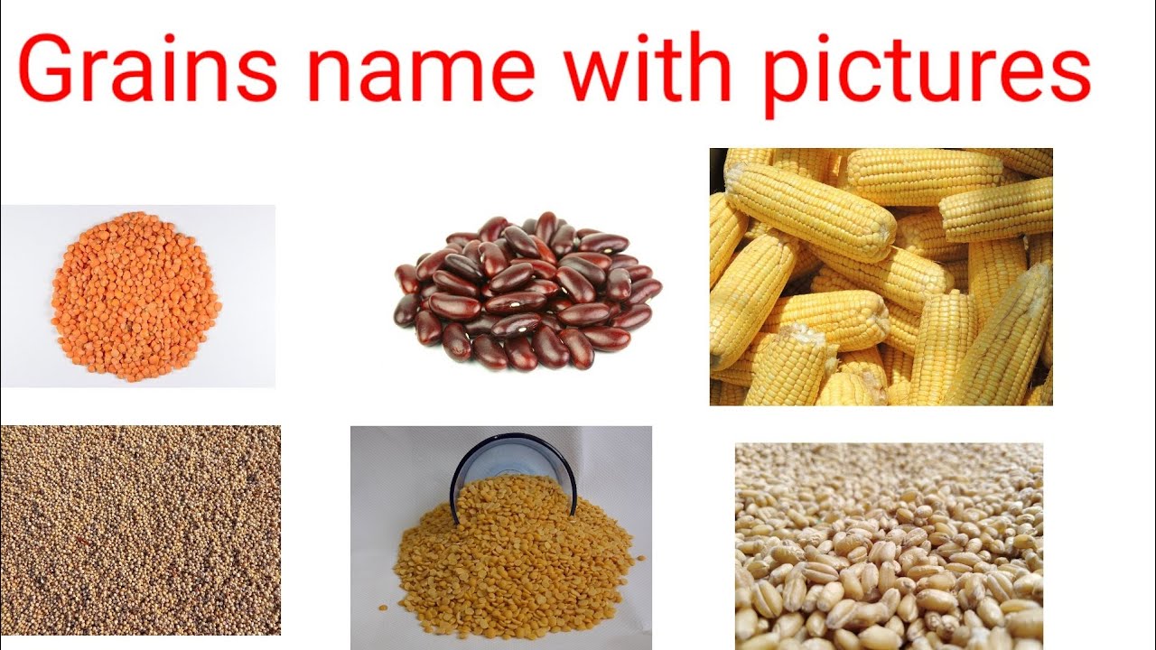Grains name in English and Hindi//name of some grains YouTube