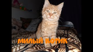 Кот играет .Cat.Милые животные.