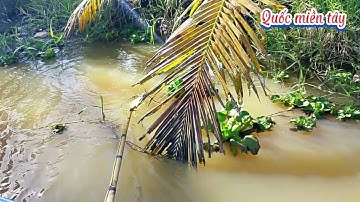 Hôm nay đi kích cá được cá trê vàng .cá phi qá ngon