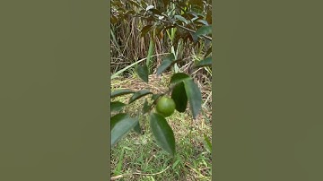 Cây vú sữa bé xíu / Đã ra hoa đậu trái #shorts #amazing