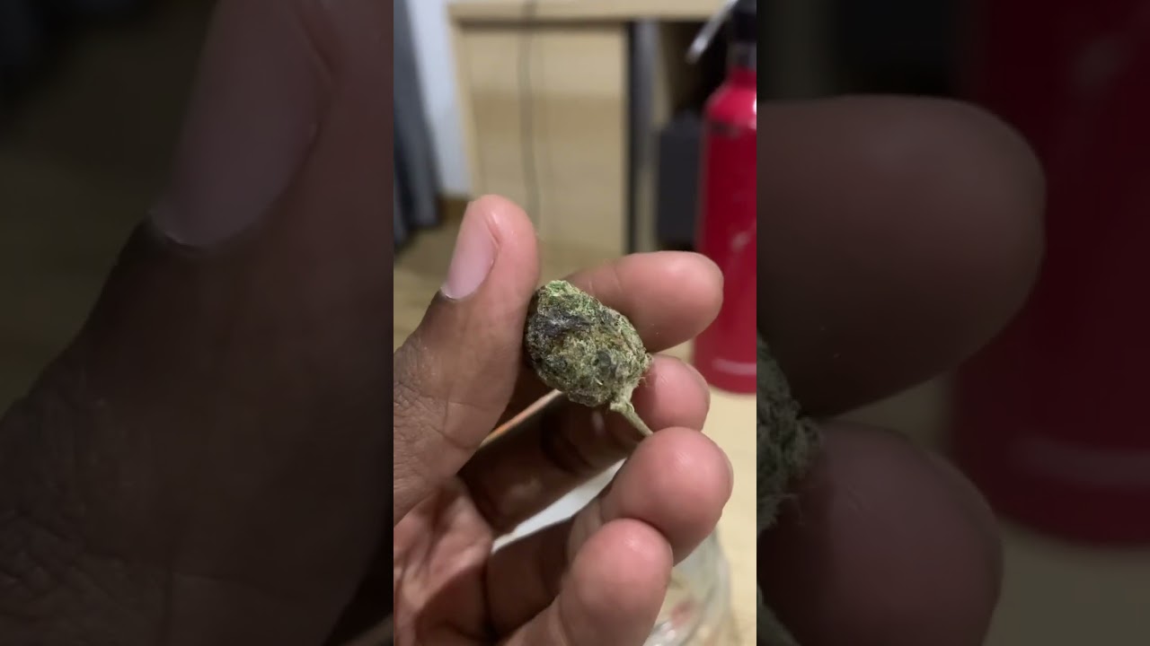 Cannabis indica Hybrid kush | Ded strength | 420 time 