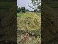 எள்ளு செடி அறுவடை | Sesame harvesting | #uzhavanvanam