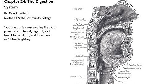 Human Anatomy and Physiology Chapter 24 part 2