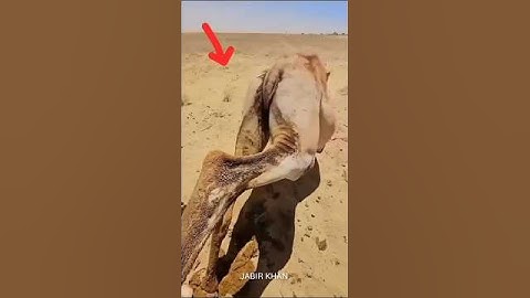 Allah Ki Qudrat #sortfeed #youtubeshorts #allahuakbar#allah#sorts #islamicvideo#viralshorts