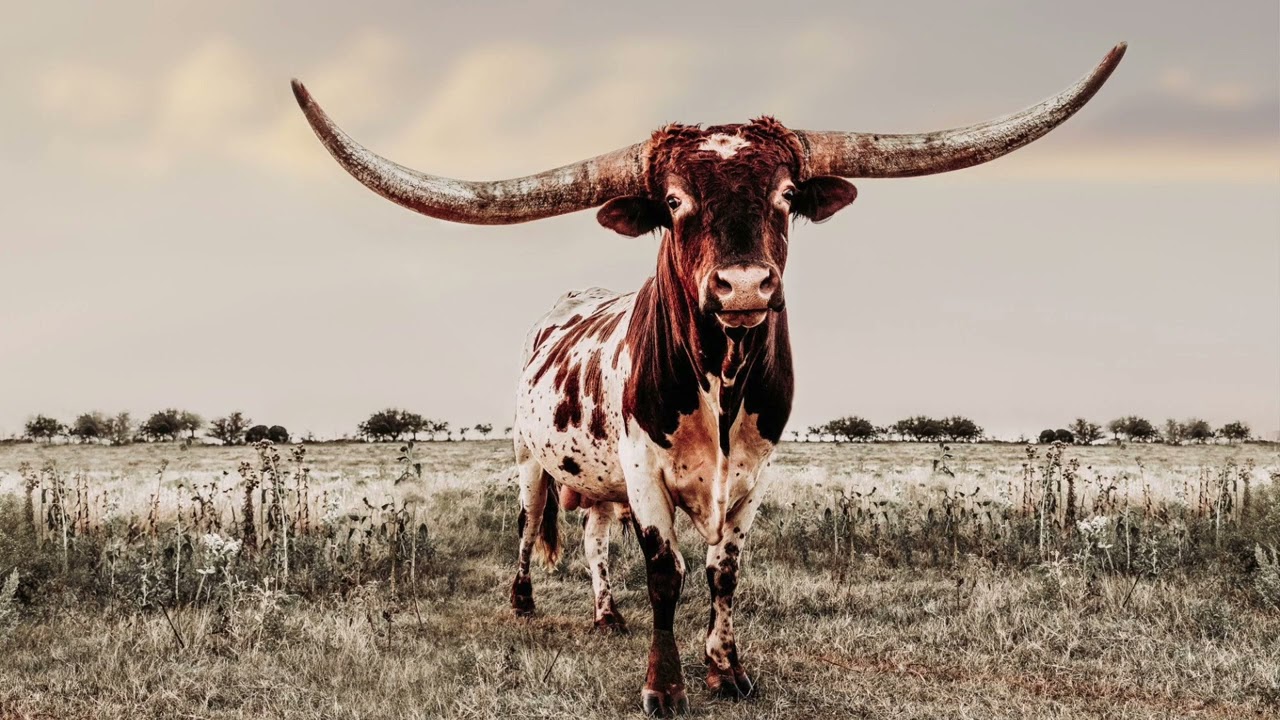 (FREE) Country Rap Type Beat 