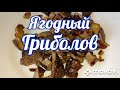 ‼️КАК ПРАВИЛЬНО ПОДГОТОВИТЬ И ПОЖАРИТЬ ТРУТОВИК ЧЕШУЙЧАТЫЙ😋👍‼️