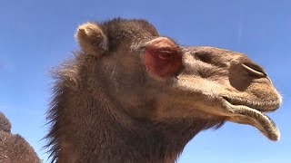 What An Angry Camel Sounds Like! And How They Kill. (Vlog)  جمل غاضب