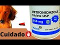 Melhores Remédios Para Cachorro| Dentro de CASA?