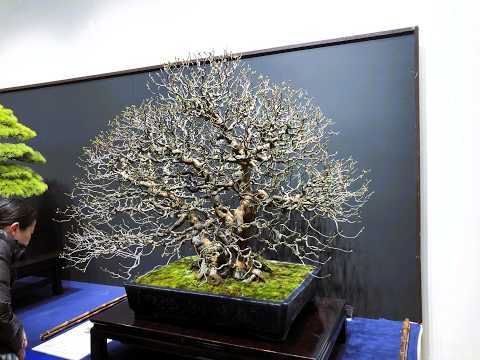 100th Ed. KOKUFU BONSAI EXHIBITION Part 2 「Video A」・第100回国風