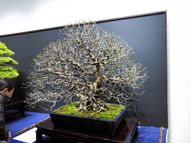 100th Ed. KOKUFU BONSAI EXHIBITION Part 2 「Video A」・第100回国風