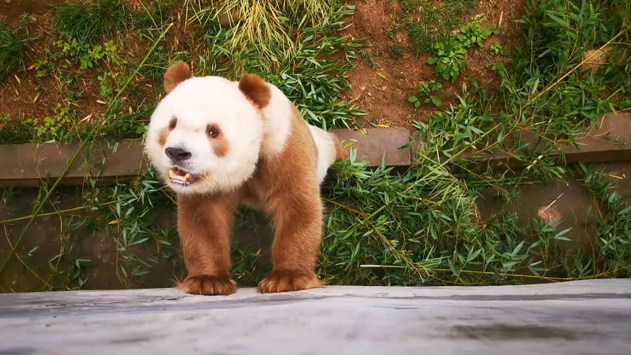 Brown giant panda Qizai: Bring me more food!