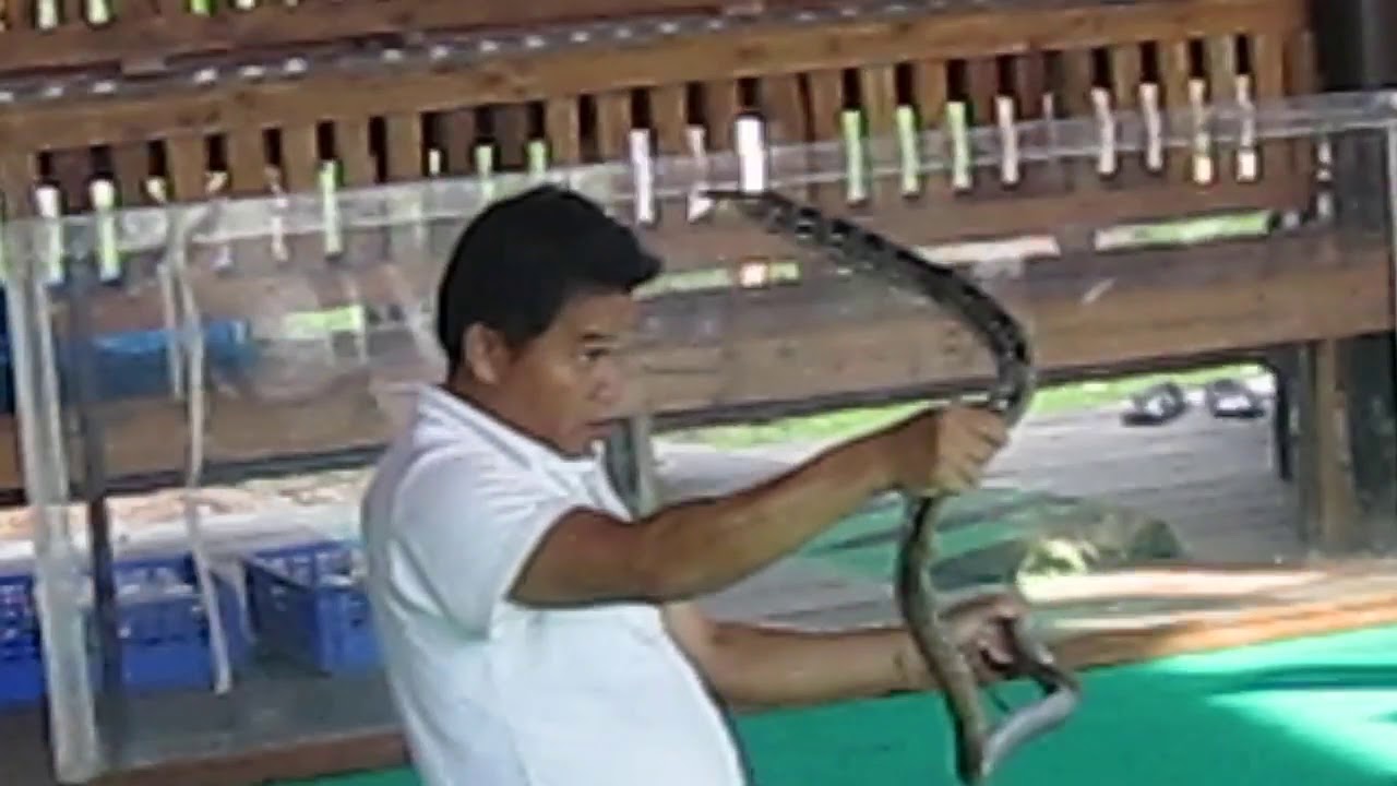 Каменная змея в тайланде Каменная змея в тайланде