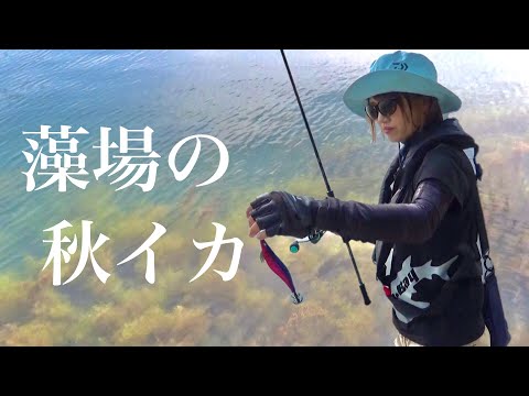 【エギング】藻場に回遊してきたイカの大群！エギを投入すると…