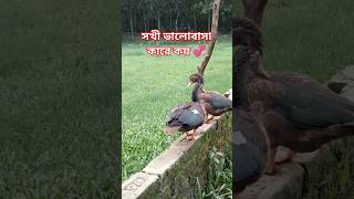 সখী ভালোবাসা কারে কয় ।#love #lovestory #petlover #viral #pets #bangla @jeweltanvir