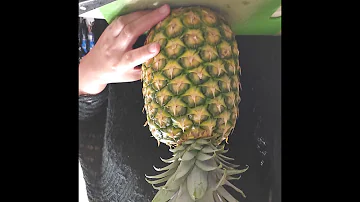 #SweetJuicyPineapple (Patikim ng Pinya Habang Nakikinig)