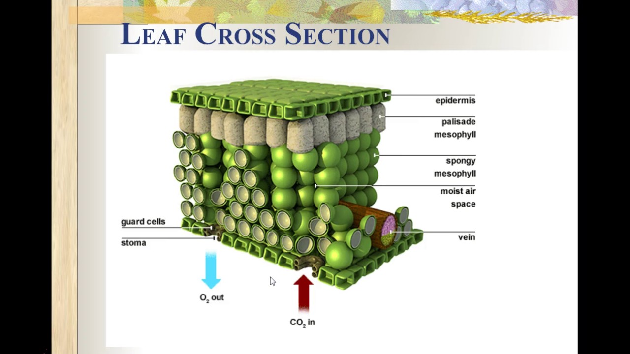 What Is Cross Section Of A Leaf Mastery Wiki