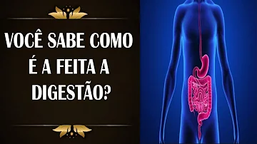 Como é feita a digestão dos alimentos?