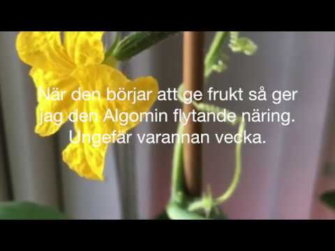 Video: Brun Fläck Av Gurka Blad