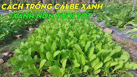Cách trồng cải bẹ xanh hữu cơ xanh non | Phan Đức #190