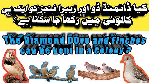 Diamond Dove and Zebra Finches Can Be Kept in a Colony | Mini Zoo | Urdu | Hindi