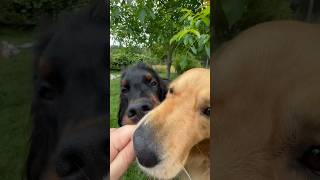 Goldenretriever and Gordon Setter they fight for a stick #dog #funny #fyp